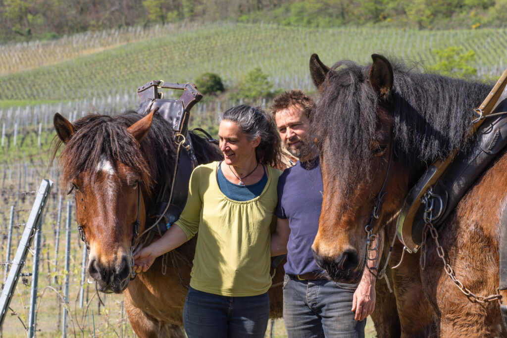 La traction animale pour les travaux forestiers et viticoles