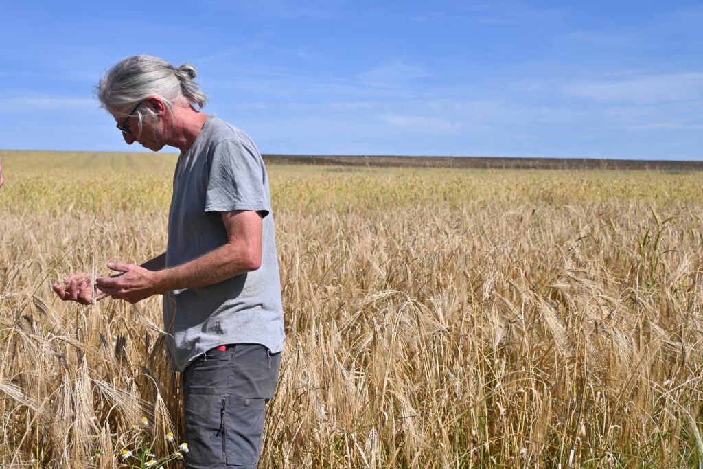 Fertilité des sols et variétés populations en grandes cultures biologiques